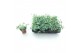 Sedum sieboldii 