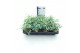 Sedum sieboldii 