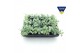 Sedum sieboldii mediovariegatum 