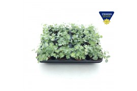 Sedum sieboldii mediovariegatum