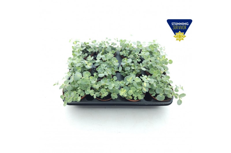 Sedum sieboldii mediovariegatum 