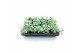 Sedum sieboldii mediovariegatum 