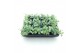 Sedum sieboldii mediovariegatum 