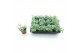 Sedum sieboldii mediovariegatum 