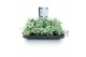 Sedum sieboldii mediovariegatum 