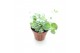 Sedum sieboldii mediovariegatum 