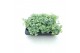 Sedum sieboldii mediovariegatum week 29 leverbaar 