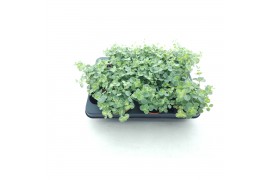Sedum sieboldii mediovariegatum week 29 leverbaar