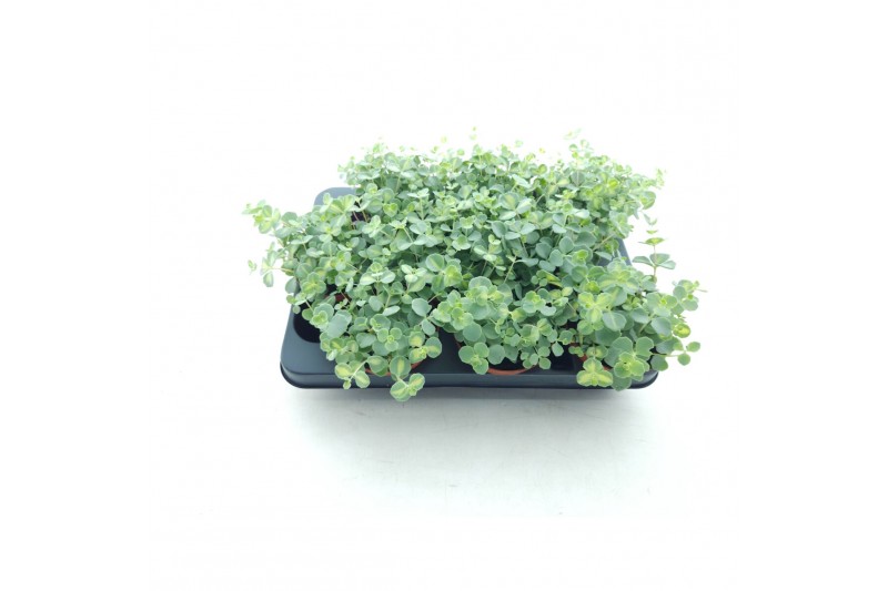 Sedum sieboldii mediovariegatum week 29 leverbaar 