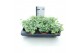 Sedum sieboldii mediovariegatum week 29 leverbaar 