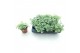 Sedum sieboldii mediovariegatum week 29 leverbaar 