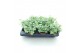 Sedum sieboldii mediovariegatum week 29 leverbaar 