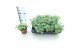 Sedum sieboldii mediovariegatum week 29 leverbaar 