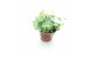 Sedum sieboldii mediovariegatum week 29 leverbaar 