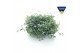 Sedum sieboldii 