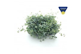 Sedum sieboldii