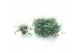 Sedum sieboldii 