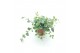 Sedum sieboldii 