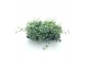 Sedum sieboldii 
