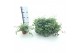 Sedum sieboldii 