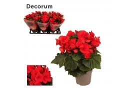 Begonia elatior du. baladin rood decorum