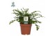 Asplenium parvati Air So Pure 