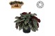 Begonia blad magic colours fedor Must Have 