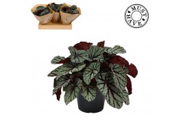 Begonia blad magic colours fedor Must Have