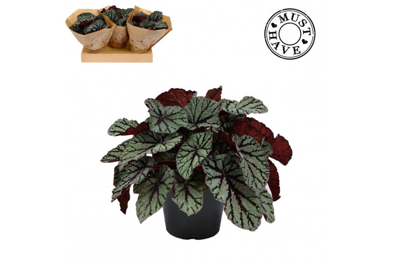Begonia blad magic colours fedor Must Have 