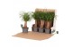 Beaucarnea recurvata rechte stam 