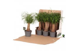 Beaucarnea recurvata rechte stam