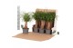 Beaucarnea recurvata rechte stam 