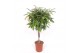 Ficus binnendijkii amstel king vlechtstam 