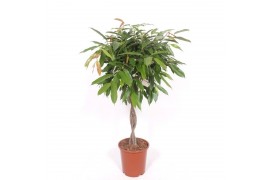 Ficus binnendijkii amstel king vlechtstam