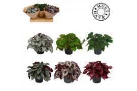 Begonia blad beleaf mix Must Have