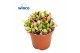 Succulenten Anacampseros Sunrise 
