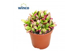 Succulenten Anacampseros Sunrise