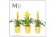 Bromelia mix Florence keramiek - Yellow mix 