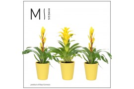 Bromelia mix Florence keramiek - Yellow mix