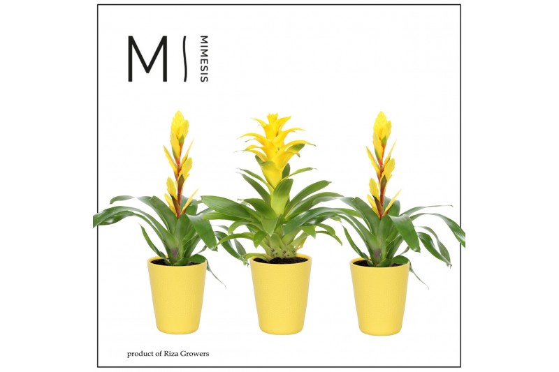 Bromelia mix Florence keramiek - Yellow mix 