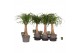 Beaucarnea recurvata rechte stam 