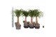 Beaucarnea recurvata rechte stam 
