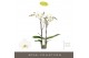 Phalaenopsis wit Maistro Beethoven - 2 tak, 18+ bloem - 50cm 