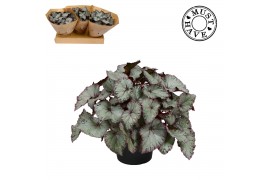 Begonia blad rex hawaiian silver Must Have