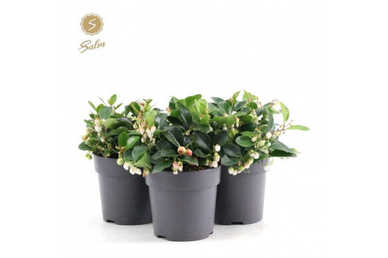 Gaultheria procumbens big berry 