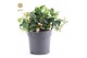 Gaultheria procumbens big berry 