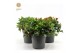Gaultheria procumbens big berry 