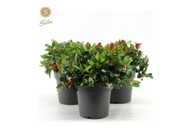 Gaultheria procumbens big berry