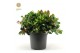 Gaultheria procumbens big berry 
