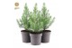 Pinus pinea silver crest 40-50 